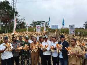 Bupati Manggarai dan Direktur Bank NTT Panen Perdana Jagung di Desa Nao Satarmese Utara