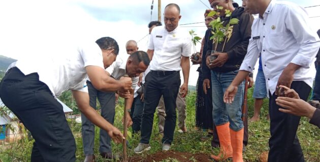 Rehabilitasi Lahan Kritis, Bupati Manggarai Tanam Pohon Merbau di Desa Bulan