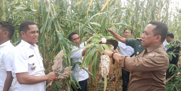 Bupati Manggarai Lakukan Panen Perdana Sorgum di Kecamatan Satar Mese