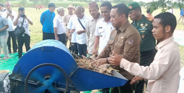 Sorgum akan Menjadi Makanan Tambahan dalam Penanganan Stunting di Manggarai