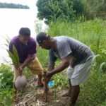 Tanam Anakan Waru Ide Cemerlang Dua Orang Pokdarwis Cegah Erosi DAS Waepesi