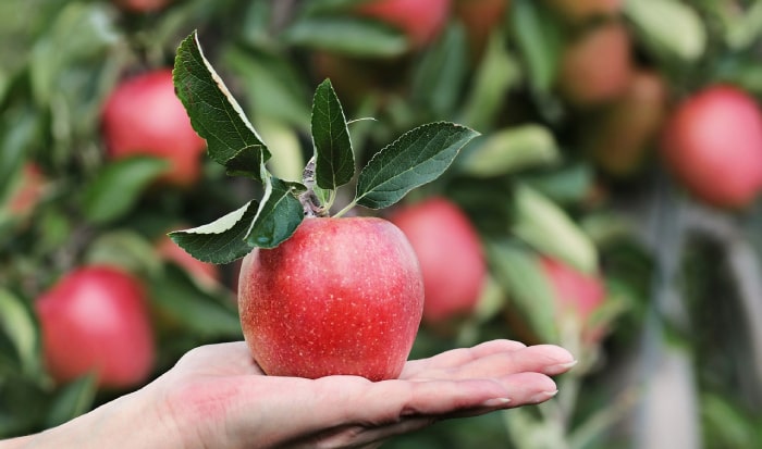 Buah Apple Manfaat