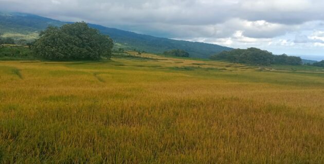 Puncak Musim Panen, Petani di Satar Mese Berharap Harga Beras Tidak Anjlok