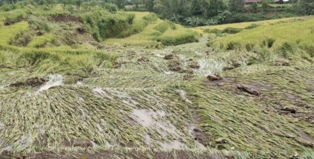 Laporan Kades Mata Wae Soal Bencana, Kalak BPBD Manggarai: “Segera Diidentifikasi”