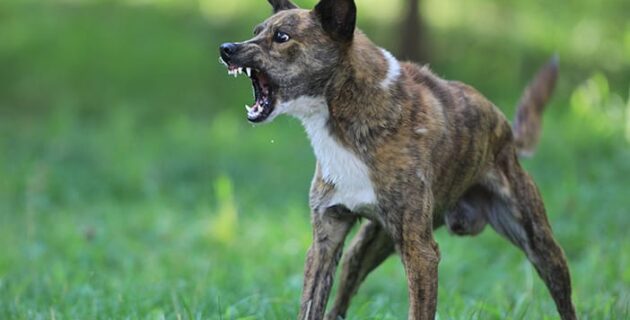 Antisipasi Kasus Rabies, Dinkes Kabupaten Manggarai Upayakan Tujuh Langkah ini