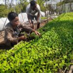 Program Desa Berdaya, PLN Buka 14 Lahan Kosong Warga Poco Leok Jadi Lahan Pertanian Hortikultura