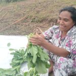 Berkah PLN Peduli bagi Kelompok Tani Hortikultura di Poco Leok