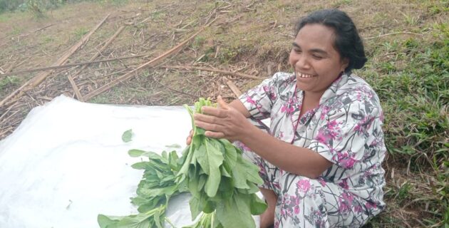 Berkah PLN Peduli bagi Kelompok Tani Hortikultura di Poco Leok