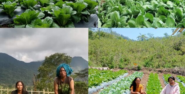 Kembangkan Hortikultura, PLN Sukses Ubah Lahan Tidur Jadi Produktif Milik Warga Poco Leok