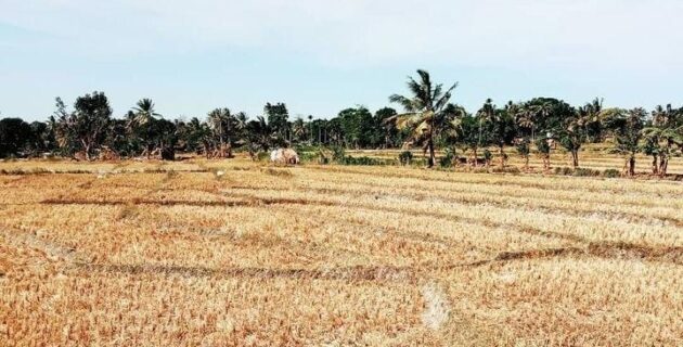 Dampak El Nino, BMKG : 19 Provinsi Alami Kondisi Ekstrem Kurang Hujan 3 Bulan Terakhir