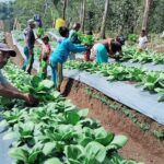 Perhatian Penuh PT PLN (Persero) Gagas Tanaman Hortikultura, Harapan Baru Pertanian Produktif Bagi Warga Poco Leok