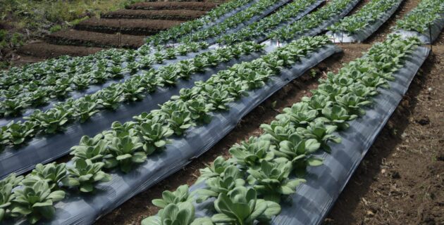 Pertanian Hortikultura,  Giat Tani Dengan Sejuta Manfaat yang Dapat Mendukung Keberlangsungan Hidup