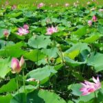 Danau Lotus Rana Tanjong Surga Kecil Daerah Manggarai Timur yang Wajib Dikunjungi