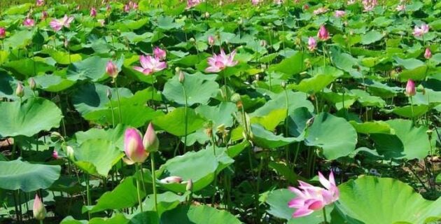 Danau Lotus Rana Tanjong Surga Kecil Daerah Manggarai Timur yang Wajib Dikunjungi