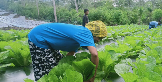 Asa Kelompok Tani Poco Leok dari Budi Daya Tanaman Hortikultura Program PLN Peduli