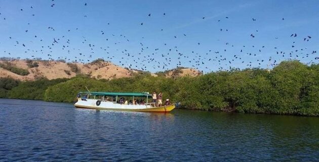 Kaya akan Terumbu Karang dan Kelelawar : Jelajahi Keindahan Taman 17 Pulau Riung