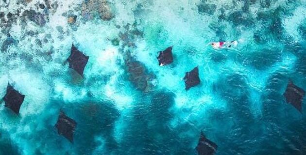 Menyelami Keindahan Laut Manta Point Labuan Bajo: Mengintip Dunia Ajaib Pari Manta