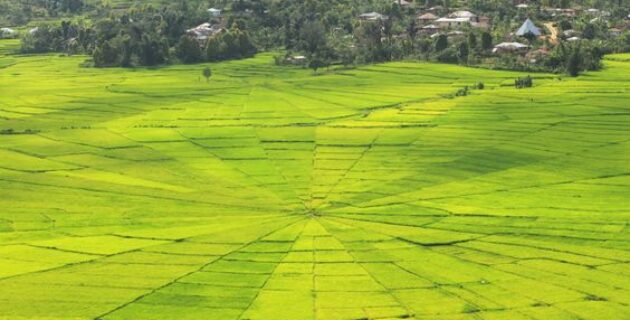 Keunikan Lodok, Jejak Budaya dan Keindahan Alam Sawah Berbentuk Jaringan Laba-Laba di Manggarai