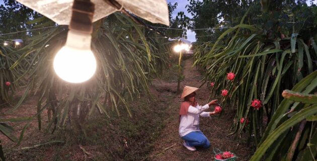 Raih Energy Globe Award 2023, Program Electrifying Agriculture PLN Akan Wakili Indonesia di Tingkat Global