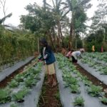 PLN UIP Nusra Komitmen Keberlanjutan Program Hortikultura Kelompok Tani Poco Leok Sekitar Wilayah Pengembangan PLTP Ulumbu 5-6