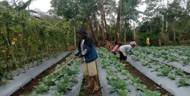 PLN UIP Nusra Komitmen Keberlanjutan Program Hortikultura Kelompok Tani Poco Leok Sekitar Wilayah Pengembangan PLTP Ulumbu 5-6