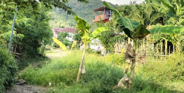 Jalan Tak Kunjung Diaspal, Warga Labuan Bajo Nekat Bercocok Tanam di Tengah Jalan Sebagai Aksi Protes