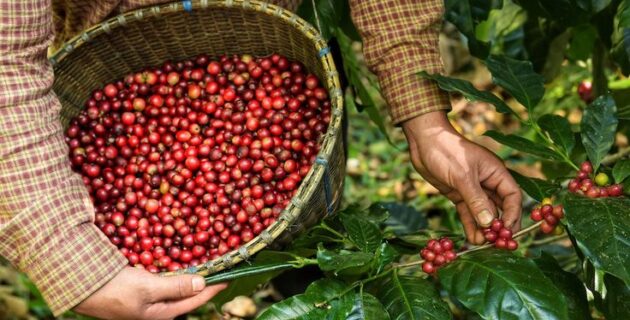 Sensasi Kopi dan Manfaatnya: Menjelajahi Negeri Penghasil Kopi Terbesar di Dunia