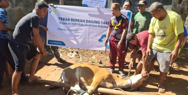 Rayakan Idul Adha, PLN UIP Nusra Salurkan 15 Ekor Sapi dan 4 Ekor Kambing untuk Fakir Miskin Sekitar Wilayah Perusahaan