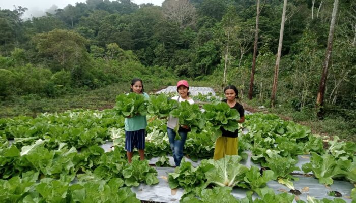 PLN Wujudkan Pemberdayaan Masyarakat Poco Leok Melalui Pembangunan Geothermal: Energi dan Kesejahteraan untuk Masa Depan