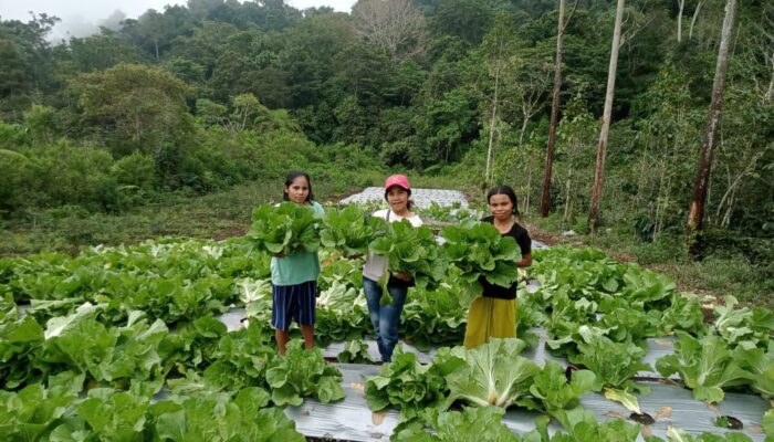 Panen Hortikultura Majukan Ekonomi Poco Leok: Setda Manggarai Apresiasi Program TJSL PLN