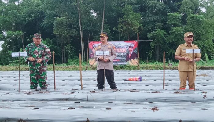 Polres Manggarai dan Forkopimda Gelar Penanaman Jagung Serentak Dukung Swasembada Pangan Nasional